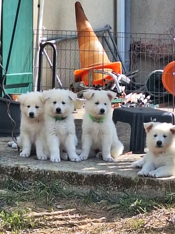 Portée de Berger blanc suisse, élevage Du Clan d'Eomieu