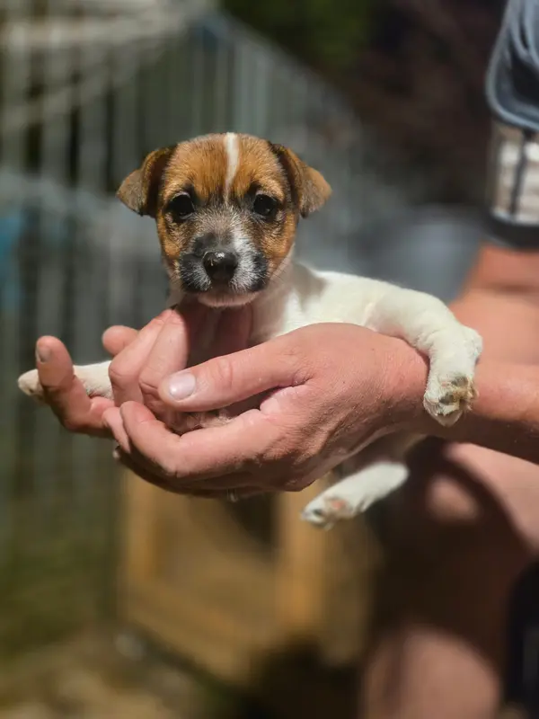 Beenie, Jack Russell terrier, élevage Des Gardiens de Mot