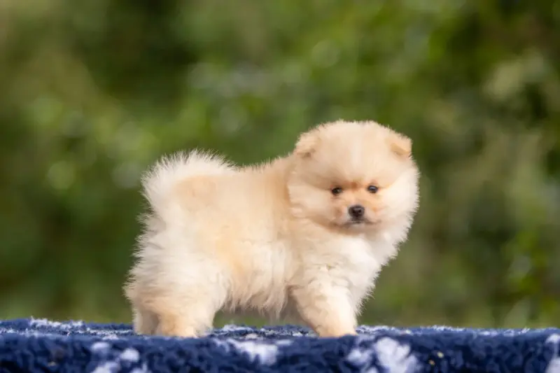 Spitz Nain Pomeranien - Teddy Bear, Spitz allemand, élevage Bel'Houria