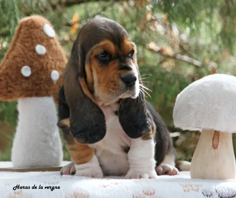 Chiot, Basset hound, élevage Du Haras de la Vergne