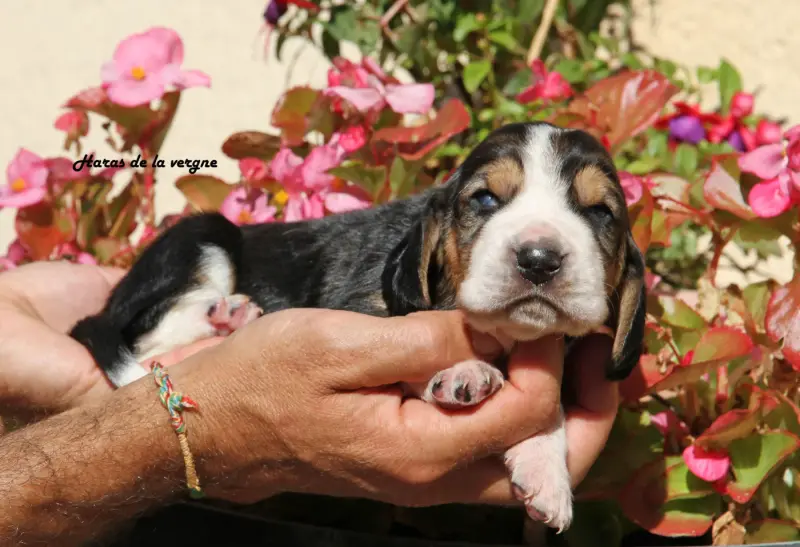 Portée de Basset hound, élevage Du Haras de la Vergne