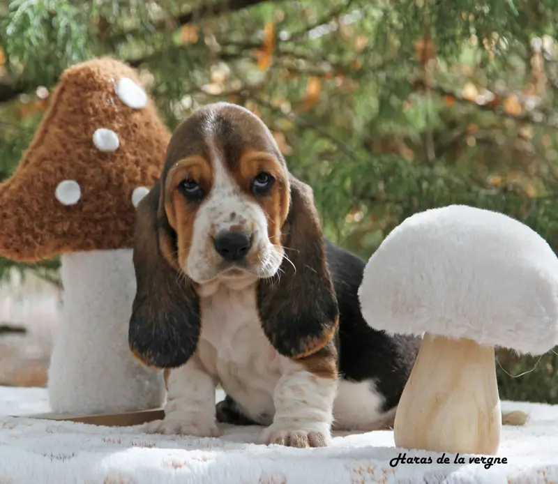 Portée de Basset hound, élevage Du Haras de la Vergne