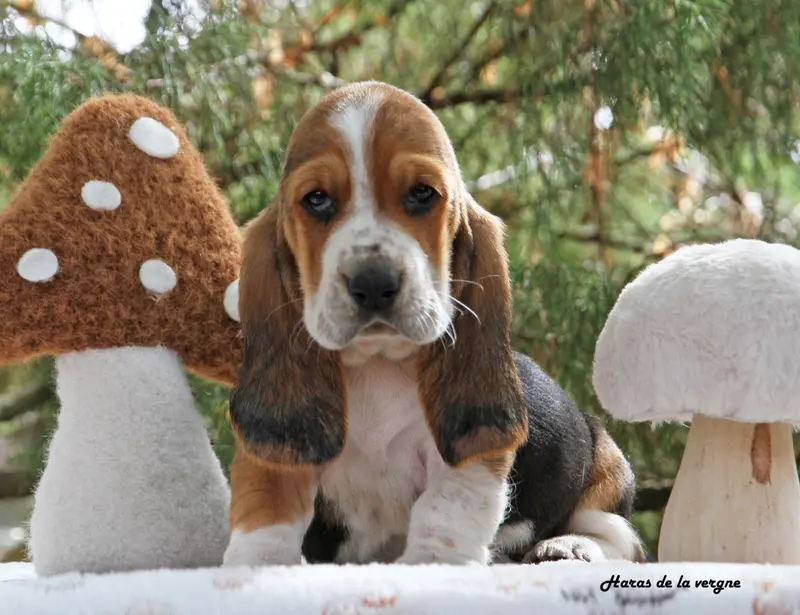 Chiot, Basset hound, élevage Du Haras de la Vergne