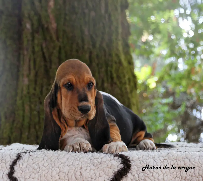 Portée de Basset hound, élevage Du Haras de la Vergne
