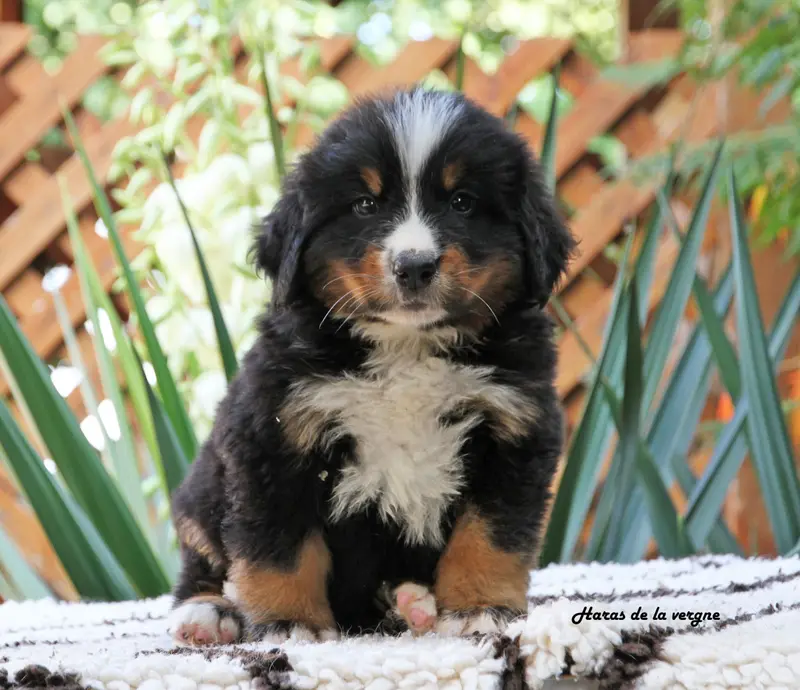 Chiot, Bouvier bernois, élevage Du Haras de la Vergne