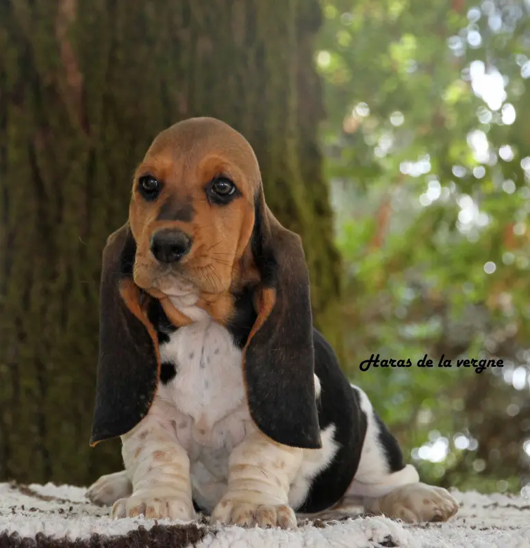 Portée de Basset hound, élevage Du Haras de la Vergne