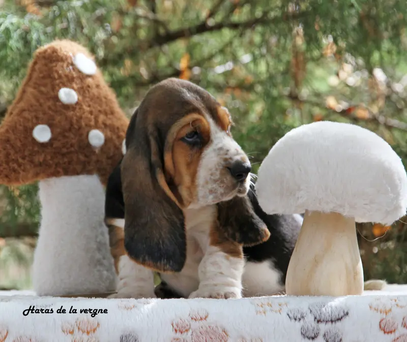 Portée de Basset hound, élevage Du Haras de la Vergne