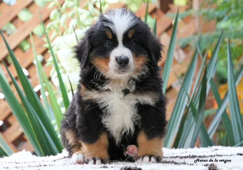 Chiot, Bouvier bernois, élevage Du Haras de la Vergne