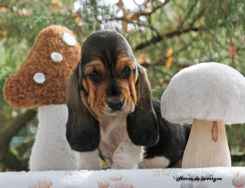 Portée de Basset hound, élevage Du Haras de la Vergne