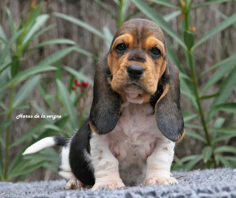 Portée de Basset hound, élevage Du Haras de la Vergne
