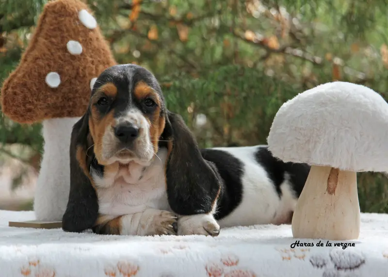 Chiot, Basset hound, élevage Du Haras de la Vergne