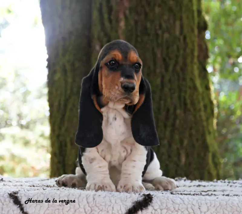 Chiot, Basset hound, élevage Du Haras de la Vergne