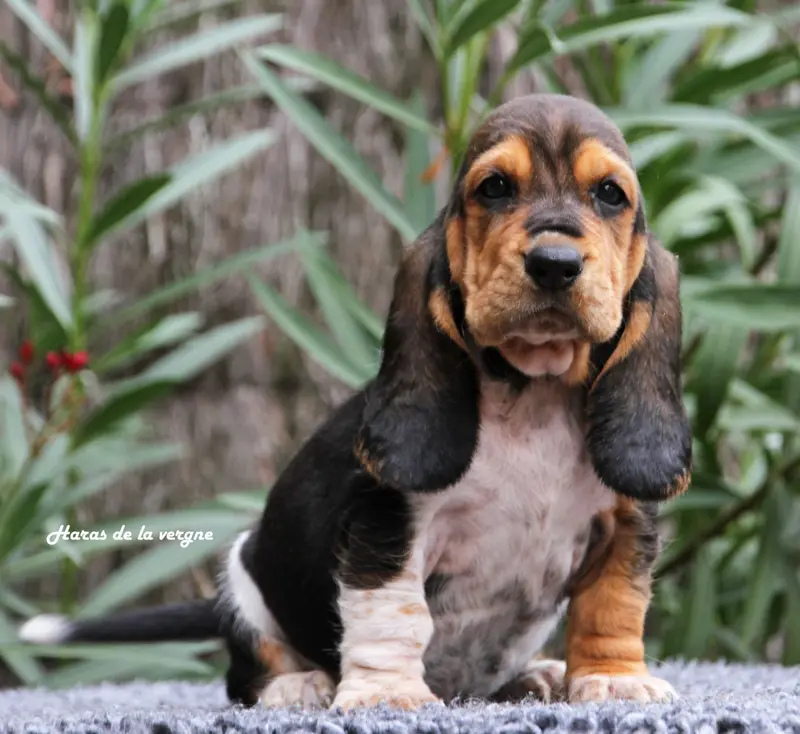 Portée de Basset hound, élevage Du Haras de la Vergne