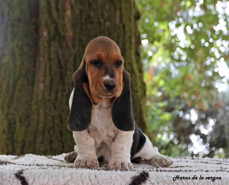 Biscotte, Basset hound, élevage Du Haras de la Vergne
