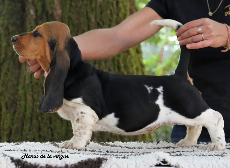 Portée de Basset hound, élevage Du Haras de la Vergne