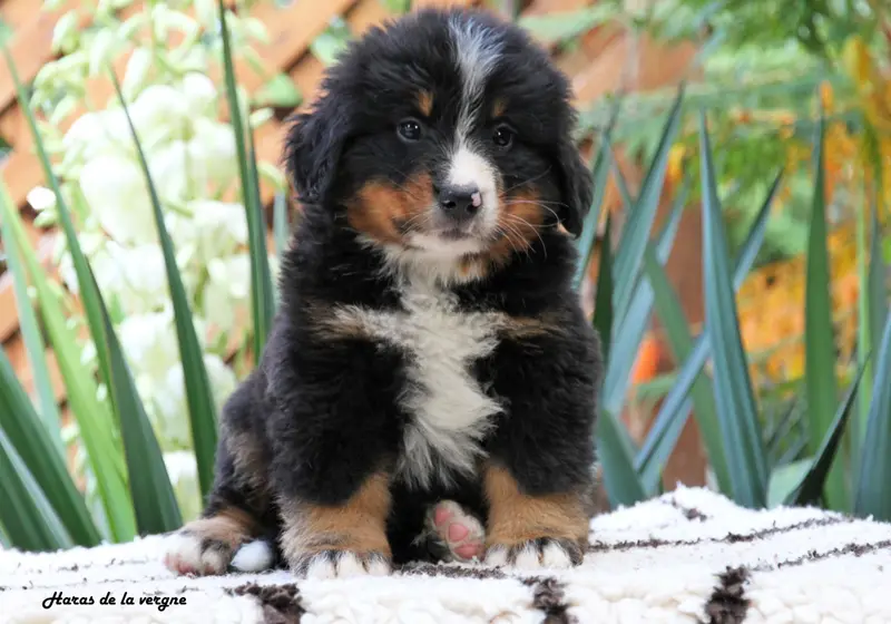 Chiot, Bouvier bernois, élevage Du Haras de la Vergne