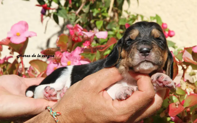 Portée de Basset hound, élevage Du Haras de la Vergne