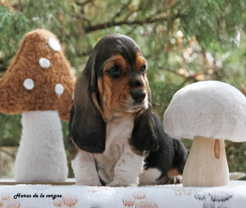 Portée de Basset hound, élevage Du Haras de la Vergne