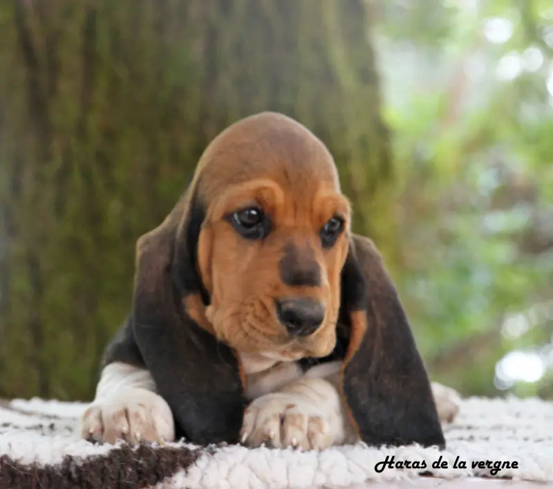 Portée de Basset hound, élevage Du Haras de la Vergne