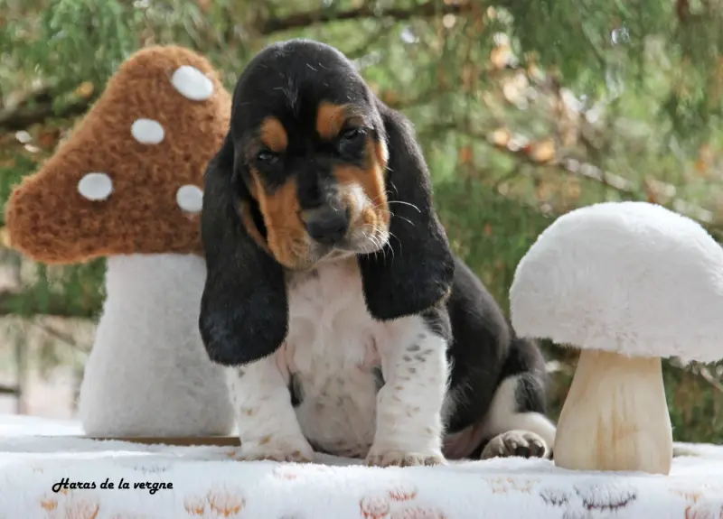 Chiot, Basset hound, élevage Du Haras de la Vergne