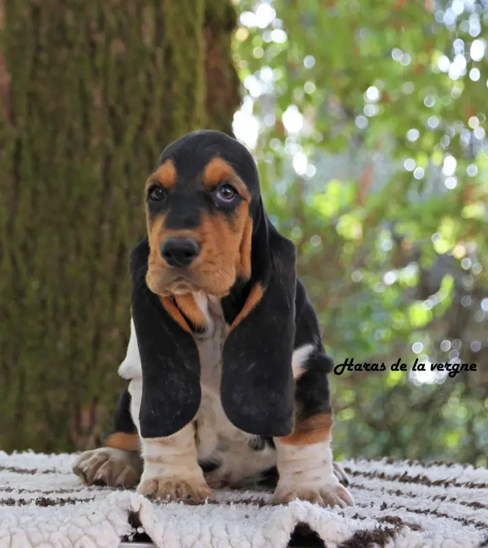 Bazil, Basset hound, élevage Du Haras de la Vergne