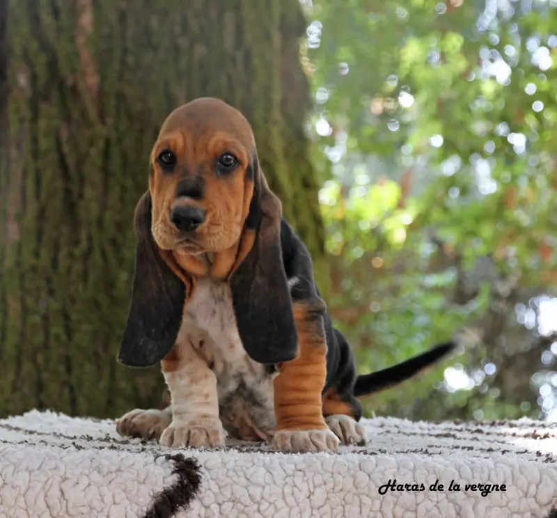 Portée de Basset hound, élevage Du Haras de la Vergne