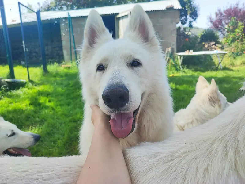Père de la portée de Berger blanc suisse, élevage De la Vallee du Lilas Blanc