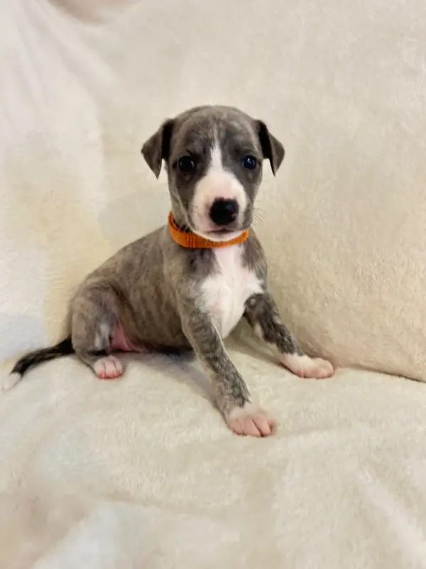 Blue Dream, Whippet, élevage Du Domaine Rose Chardon