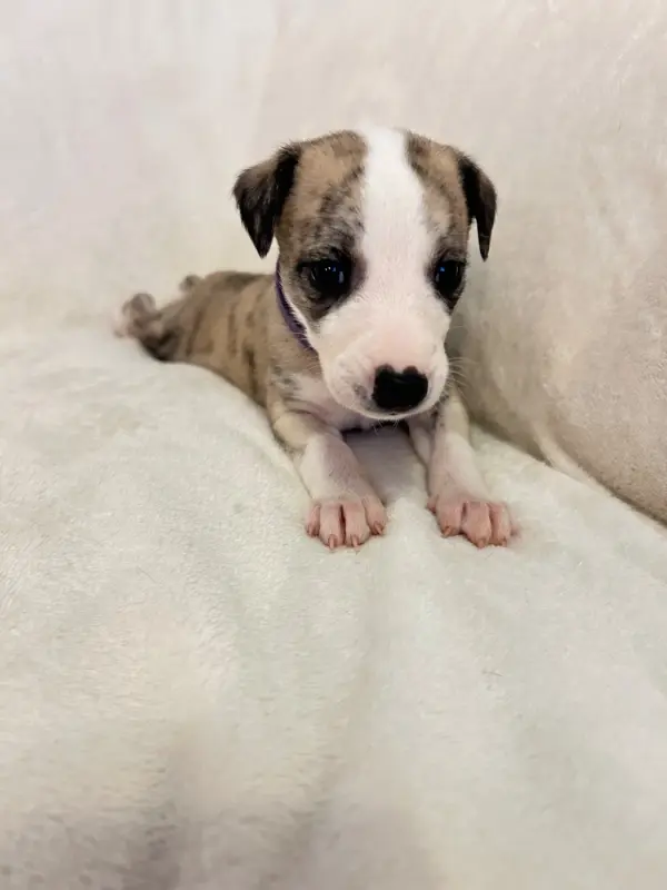 Portée de Whippet, élevage Du Domaine Rose Chardon