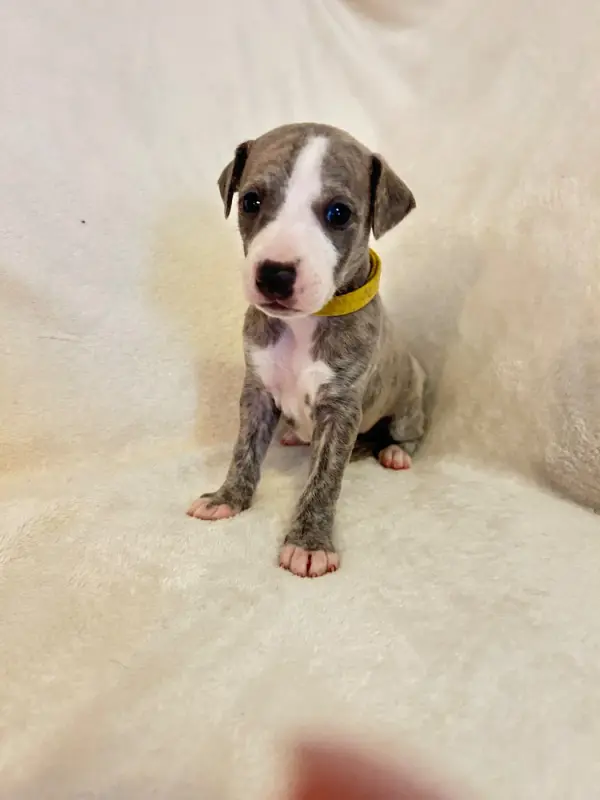 Blue Berry, Whippet, élevage Du Domaine Rose Chardon