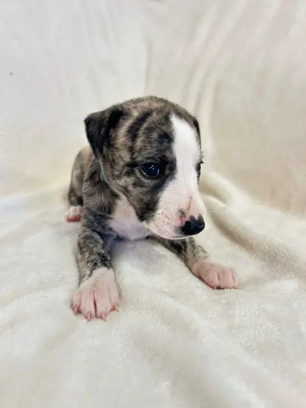 Portée de Whippet, élevage Du Domaine Rose Chardon