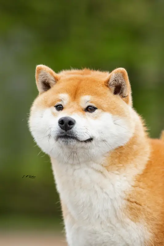 Portée de Shiba inu, élevage De la Perle des Quatre Ames