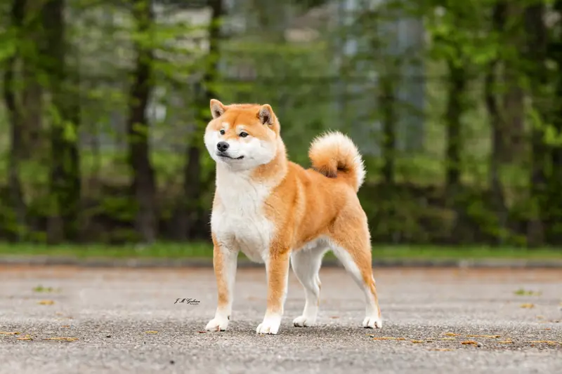 Portée de Shiba inu, élevage De la Perle des Quatre Ames