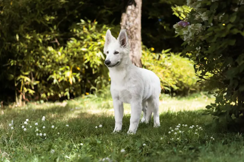 Mère de la portée de Berger blanc suisse, élevage Des Blancs de la Pierre Lune