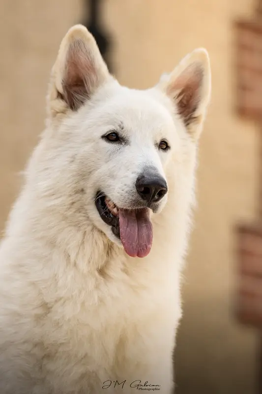 Père de la portée de Berger blanc suisse, élevage Des Blancs de la Pierre Lune