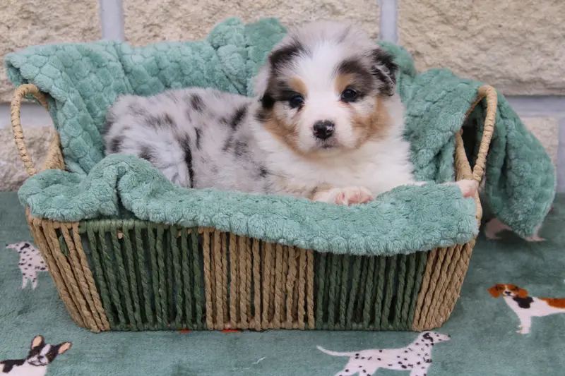 Blueberry' girl, Berger australien, élevage Ohitekah