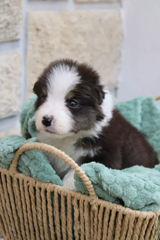 Black Panda, Berger australien, élevage Ohitekah
