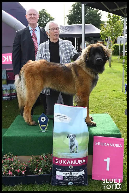 Mère de la portée de Leonberger, élevage Nagybobanya