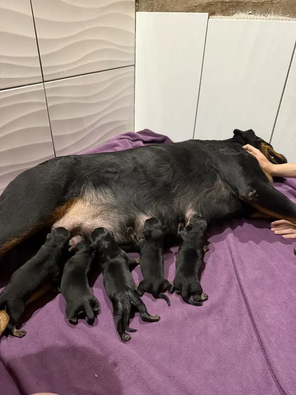 Portée de Rottweiler, élevage Du Domaine de Saint Vallier
