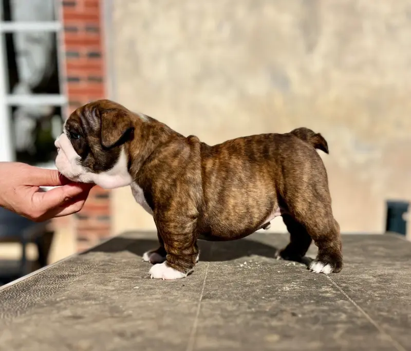 Portée de Bulldog anglais, élevage Del Caliborso