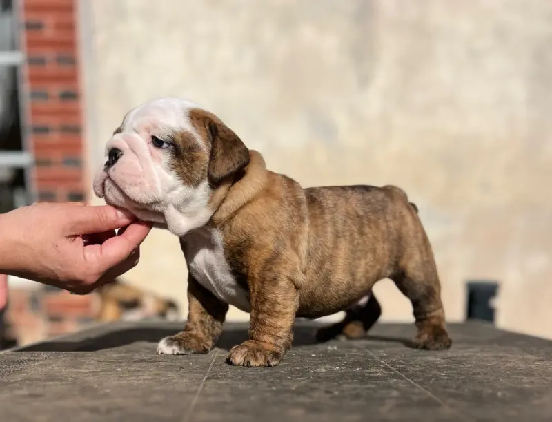 Portée de Bulldog anglais, élevage Del Caliborso