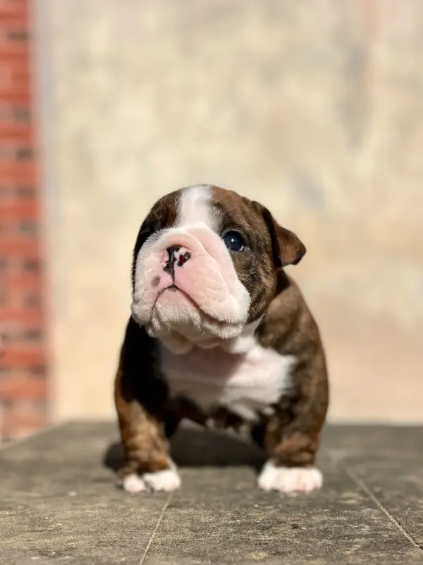 Mâle foncé, Bulldog anglais, élevage Del Caliborso