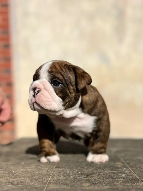 Portée de Bulldog anglais, élevage Del Caliborso