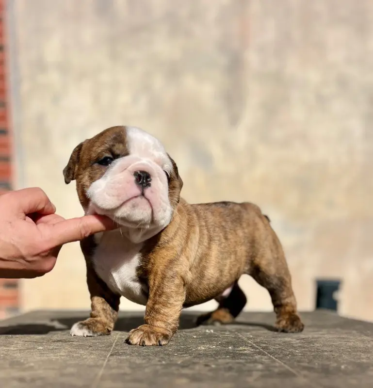 Portée de Bulldog anglais, élevage Del Caliborso