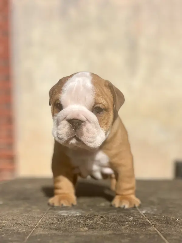 Mâle fauve, Bulldog anglais, élevage Del Caliborso