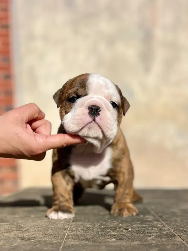 Portée de Bulldog anglais, élevage Del Caliborso