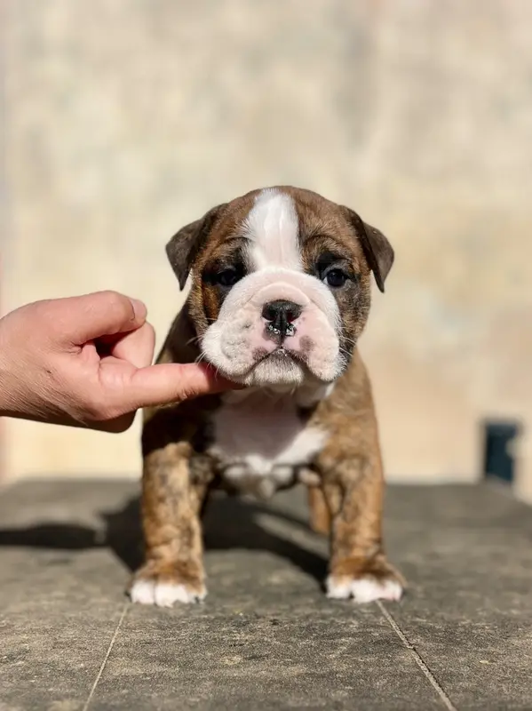 Portée de Bulldog anglais, élevage Del Caliborso